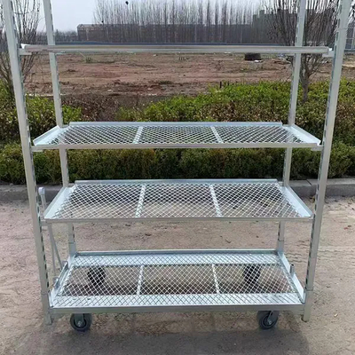 گالوانیزه گرم PP چرخنده 1350*565mm سبد گل و گیاه کشاورزی سبدهای دانمارکی برای سبد برداشت گلخانه