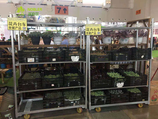 کانتینرهای CC بدون BPA برای ذخیره سازی و حمل مواد غذایی