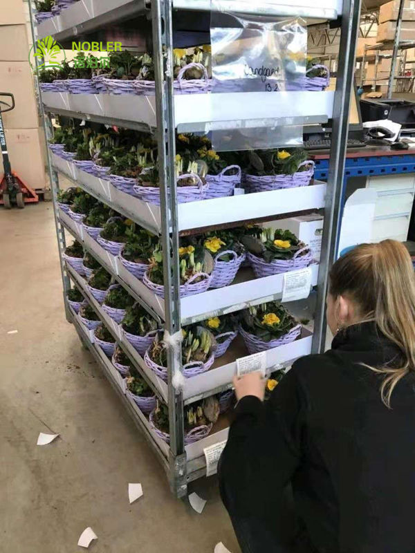 کالسکه دستی گل کالسکه دانمارکی قفسه پلاستیکی سوپرمارکت استفاده انحصاری از چرخ دستی های سفارشی
